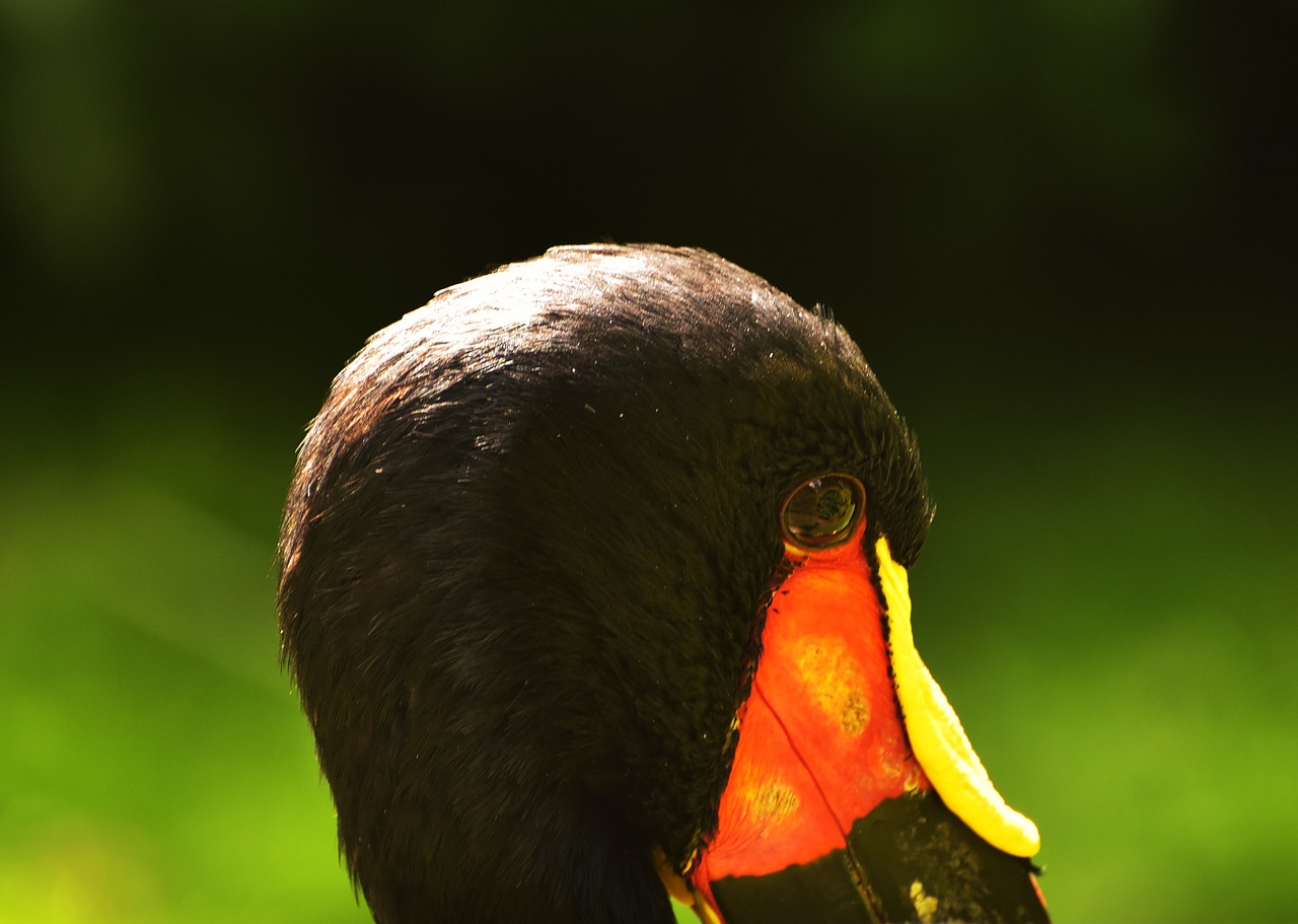 bird head black free photo