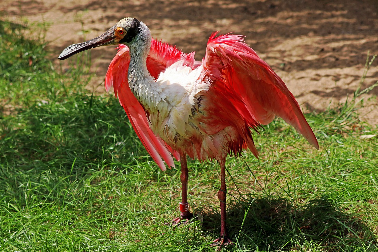 bird spoon heron feather free photo