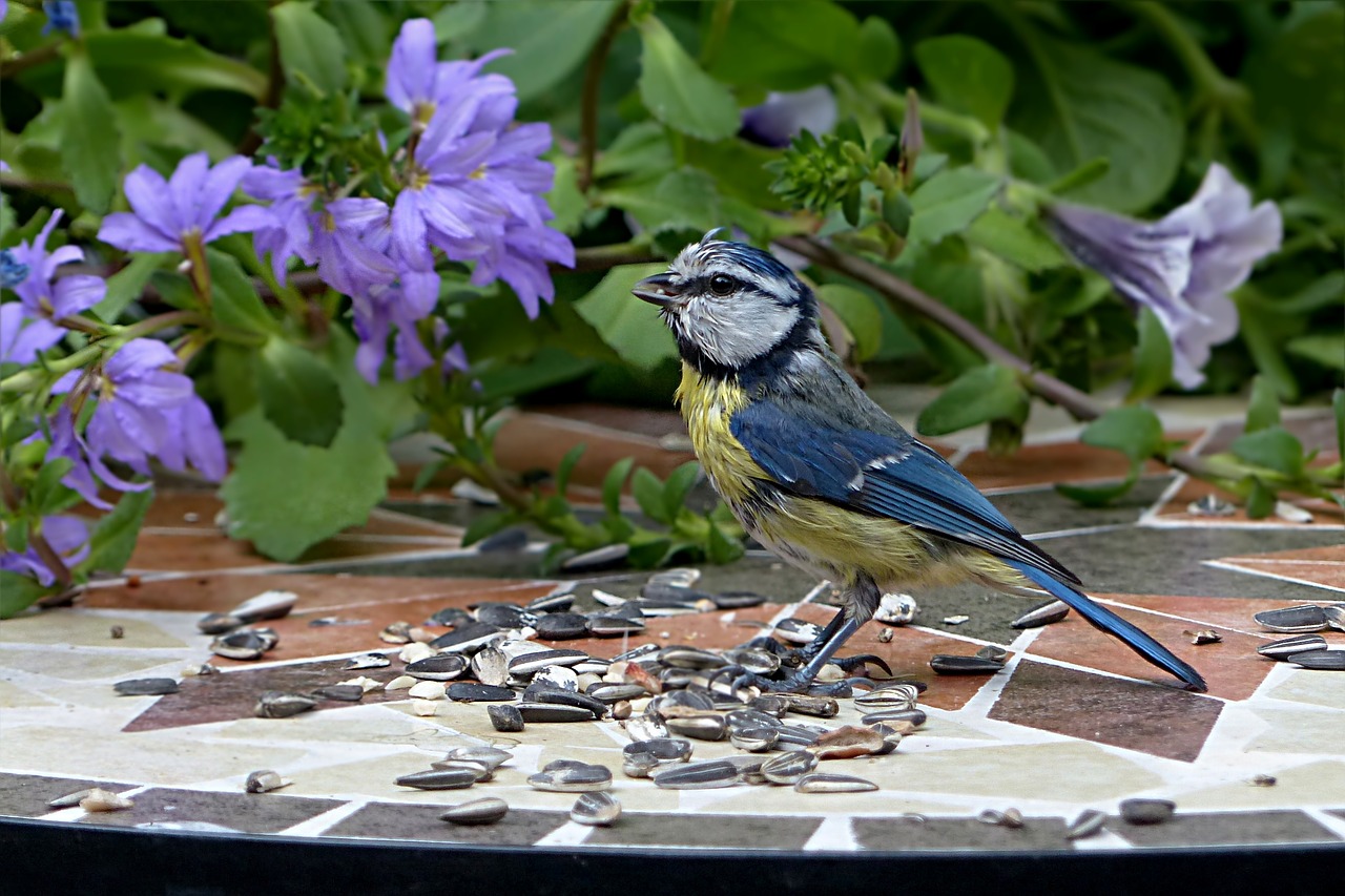 bird tit blue tit free photo