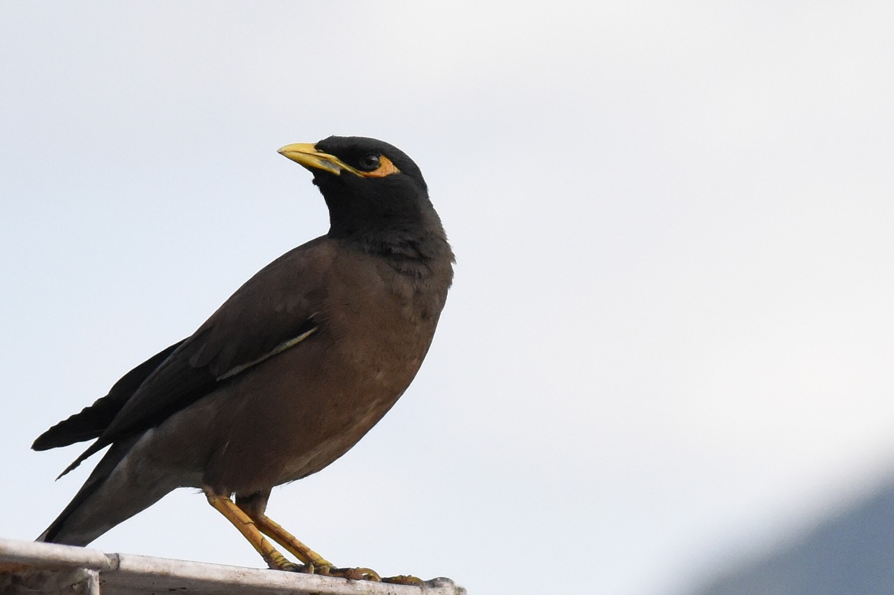 bird nature hills free photo