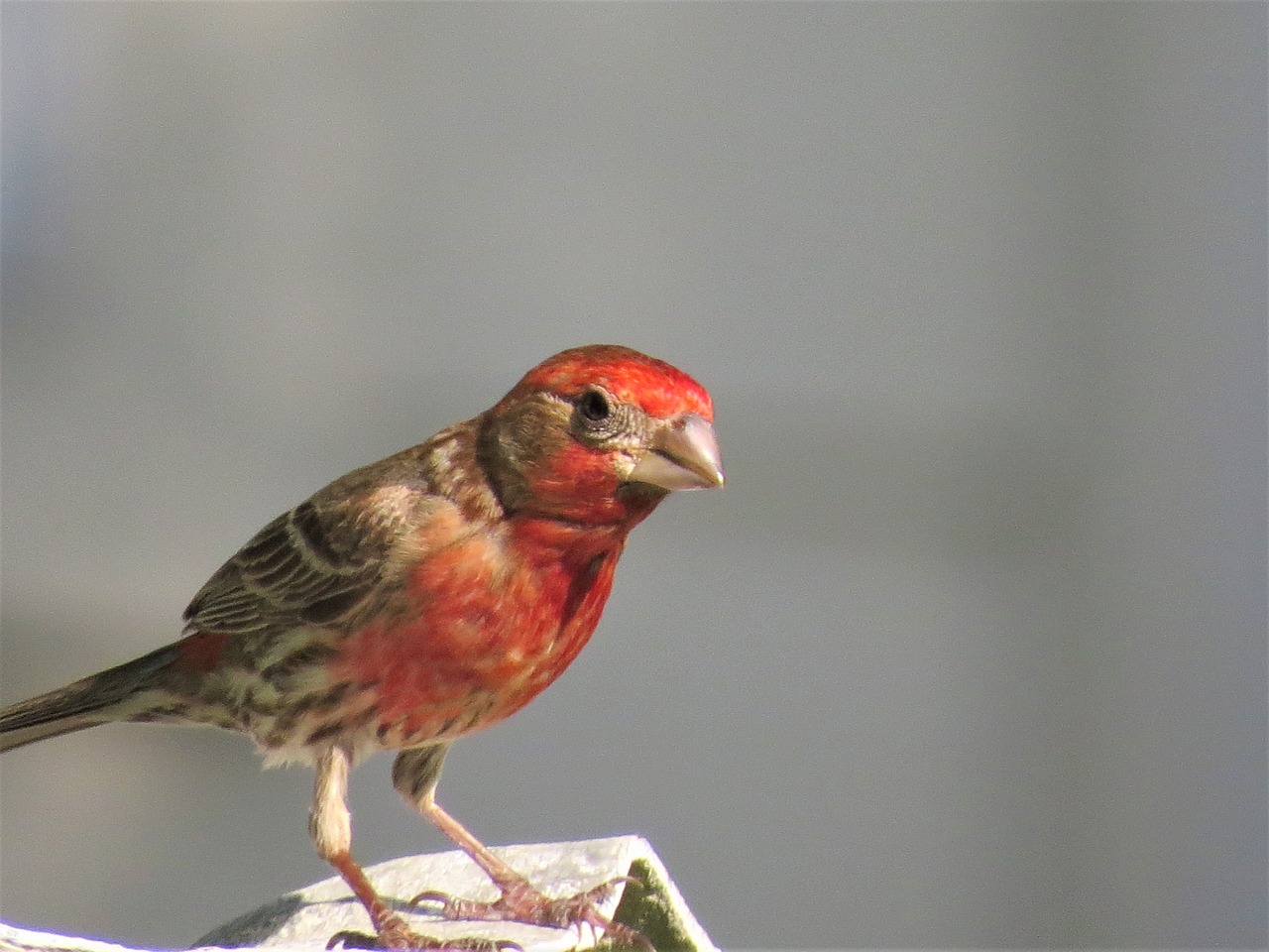 bird colorful wildlife free photo