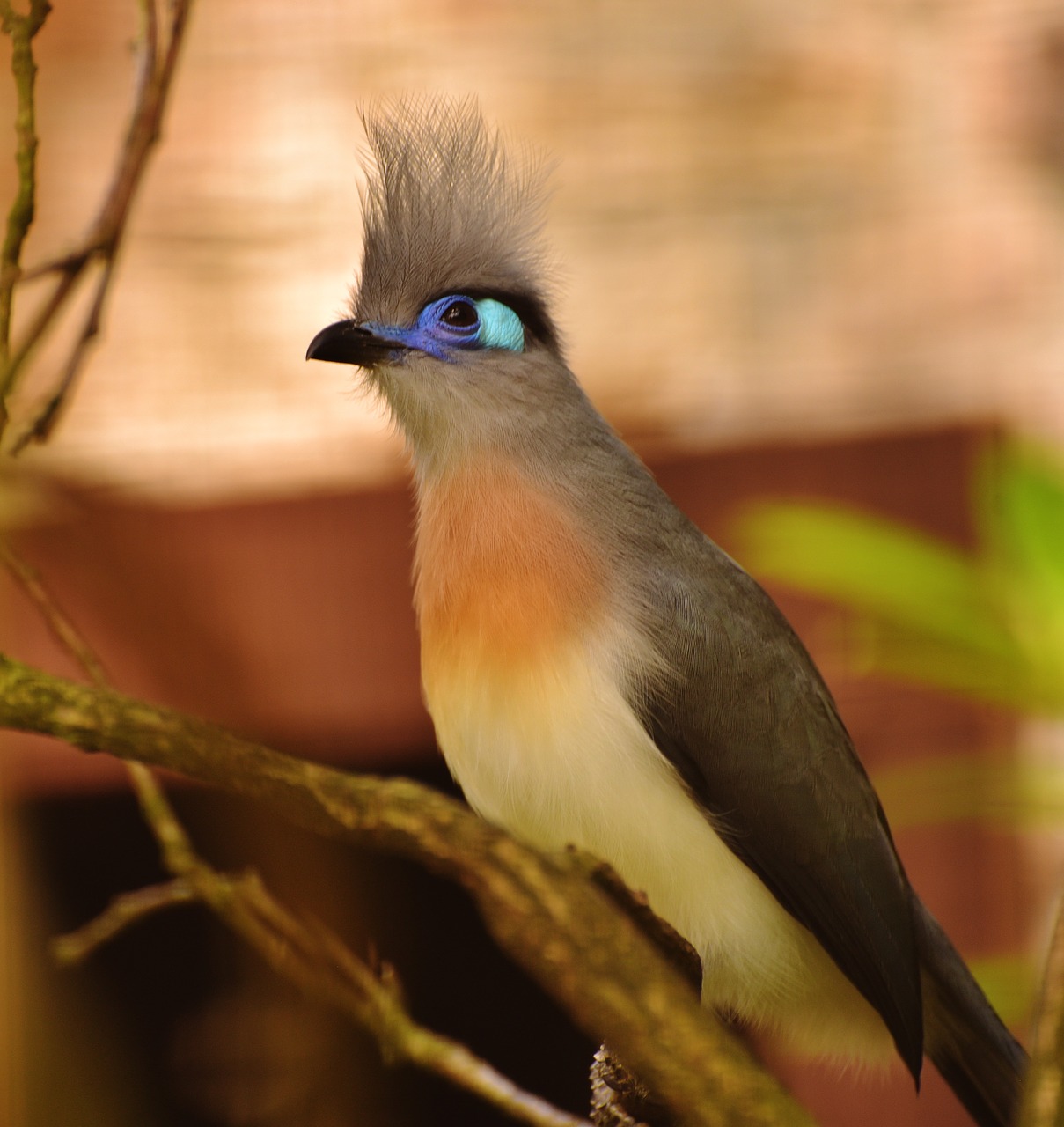 bird colorful funny free photo