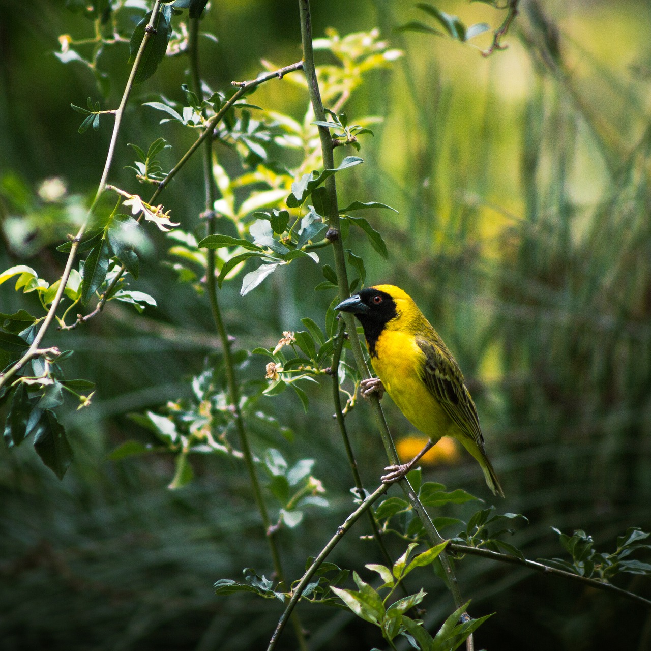 bird male weaver free photo