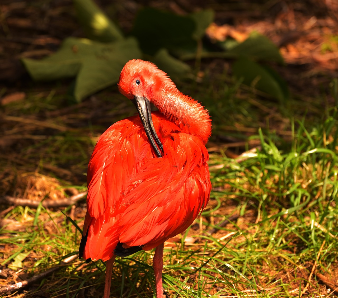 bird red bird water bird free photo