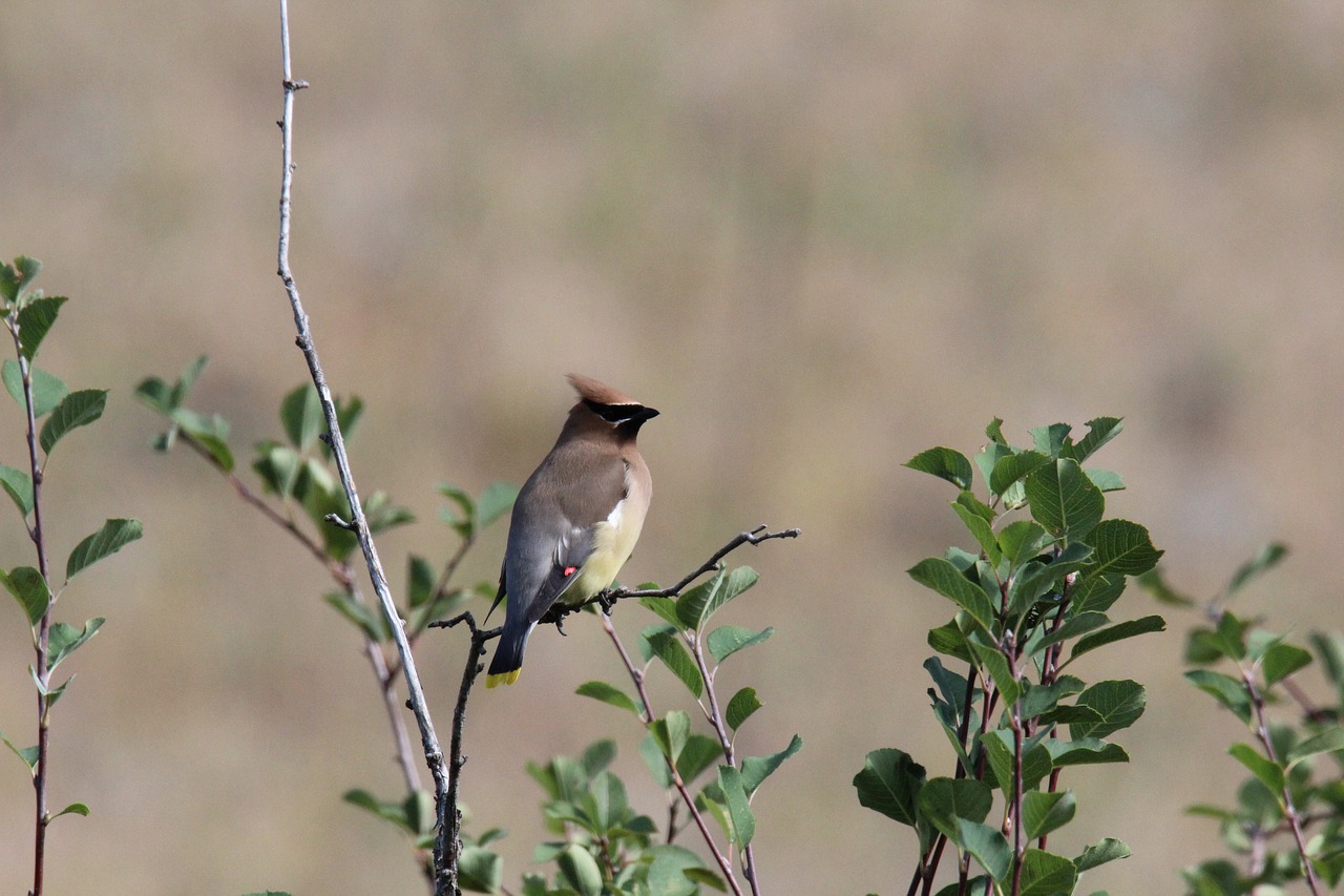 bird montana wildlife free photo