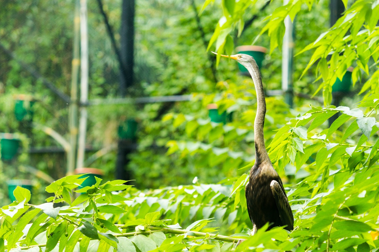 bird green leaf free photo