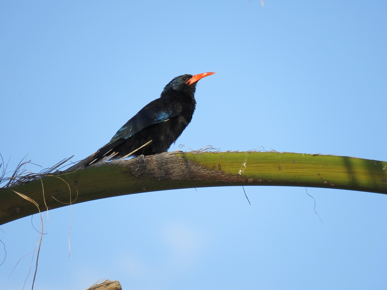 bird branch animal free photo