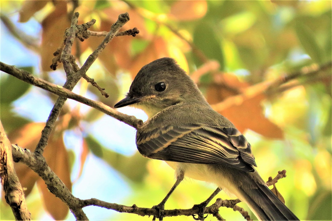 bird wildlife tree free photo