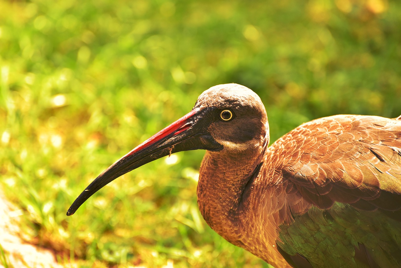 bird bill nature free photo