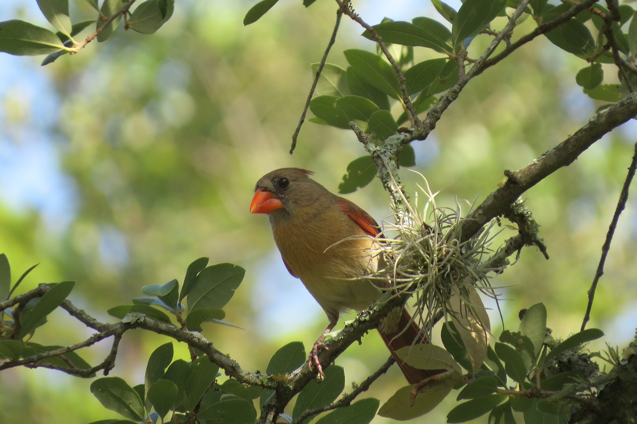 bird colorful tree free photo