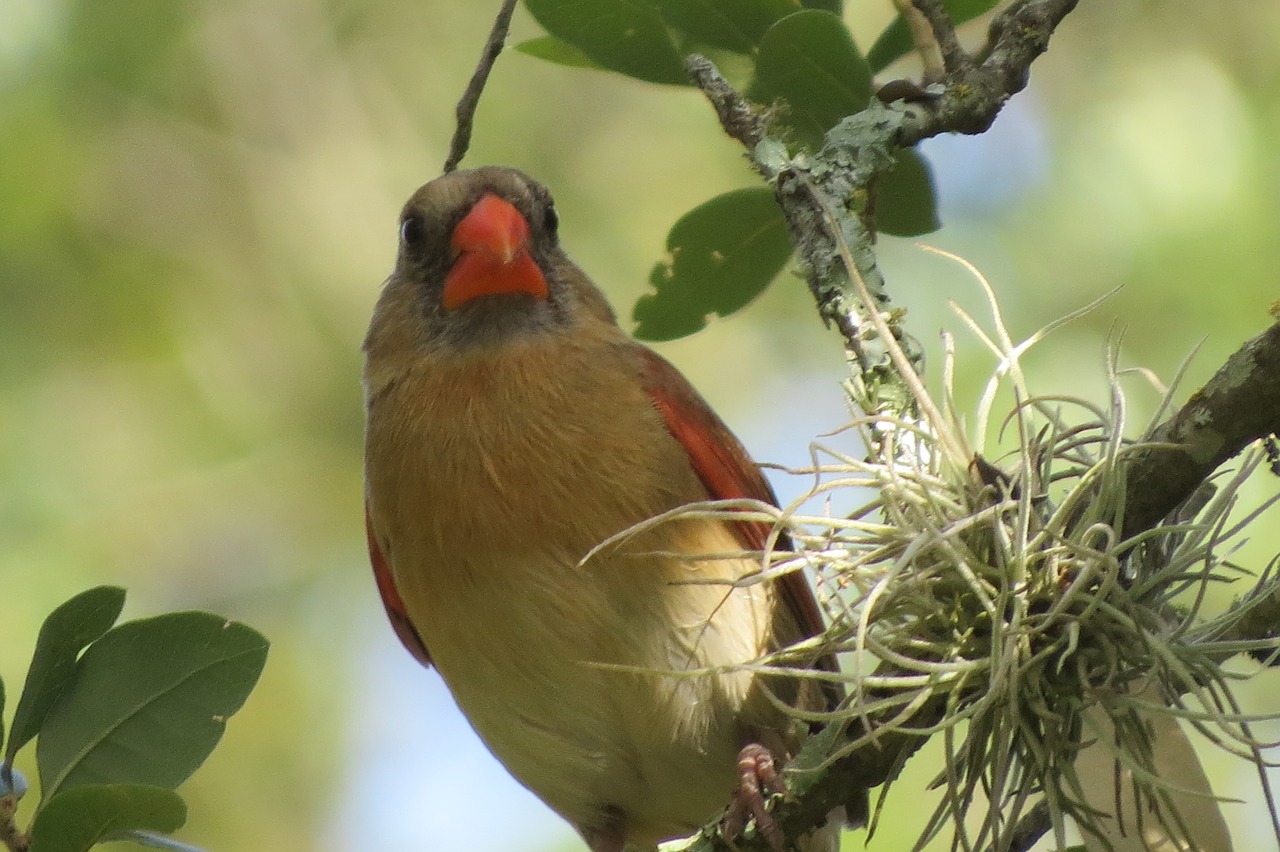 bird colorful tree free photo