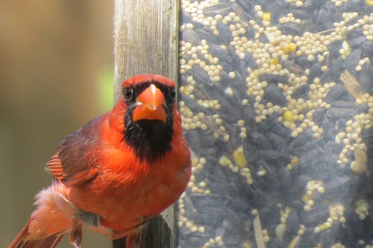 bird red cardinal free photo