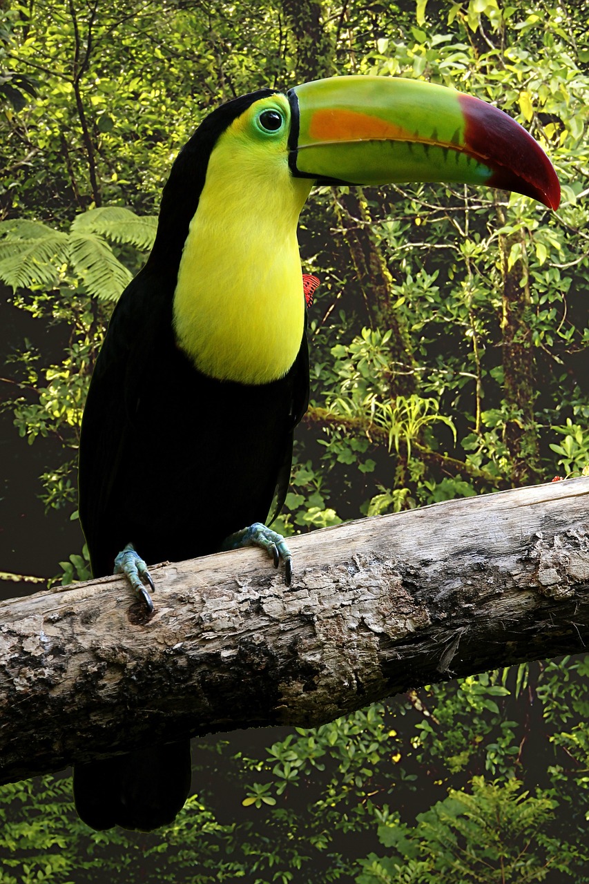 bird parrot toucan free photo