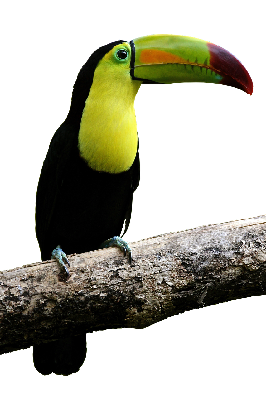 bird parrot toucan free photo