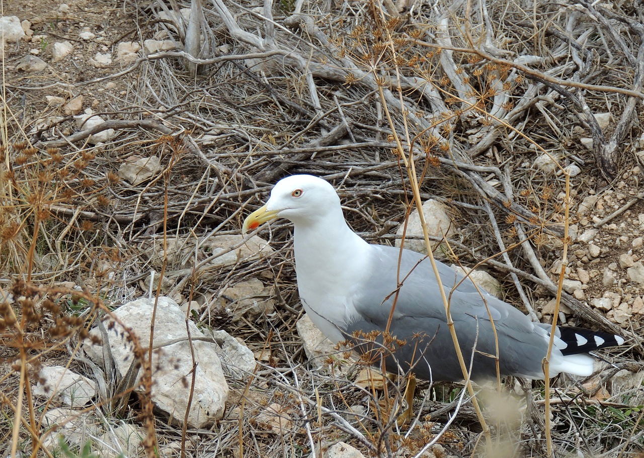 bird gull birds free photo