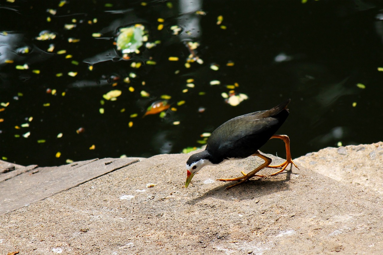 bird fly wings free photo