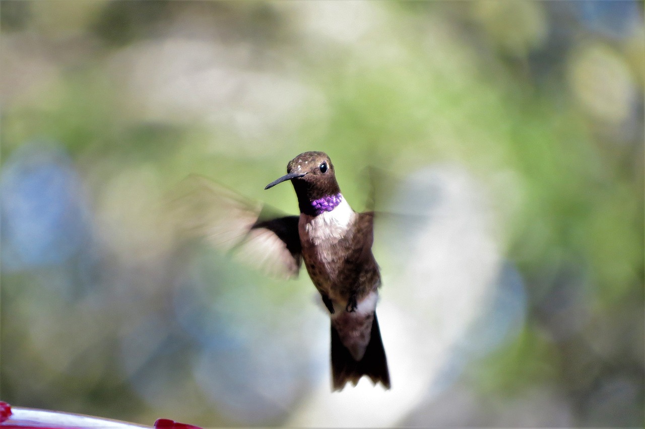 bird in flight humming bird free photo