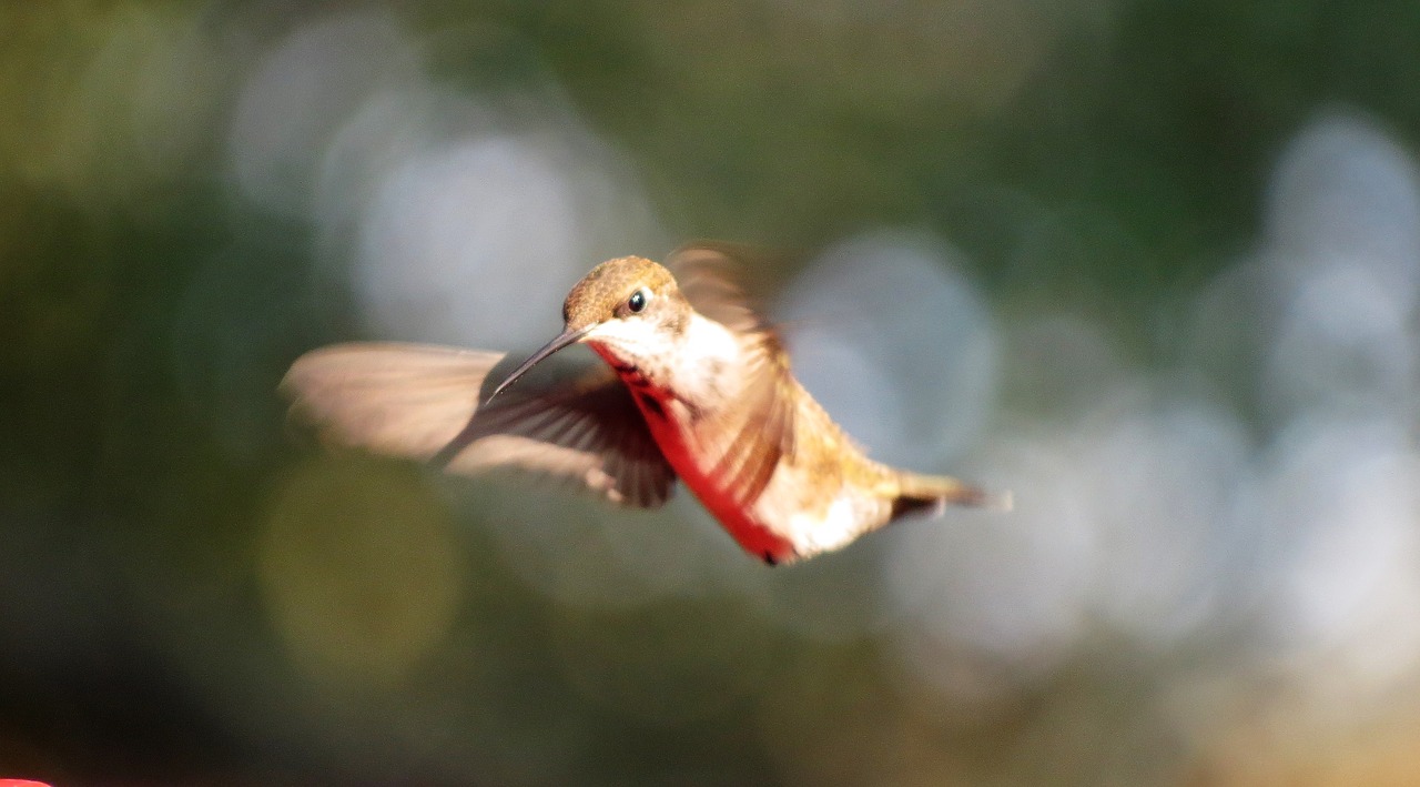 bird in flight humming bird free photo
