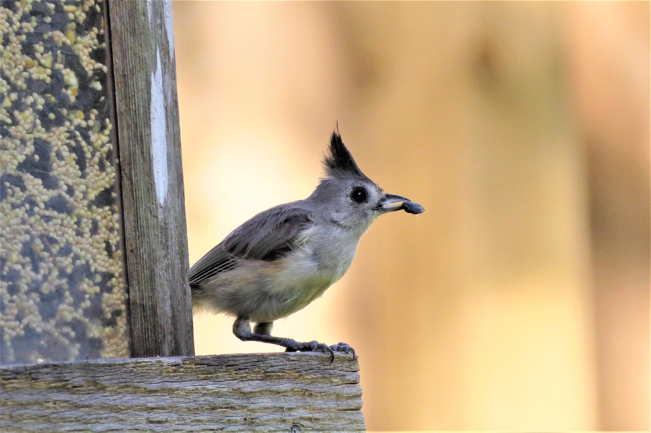 bird wild nature free photo