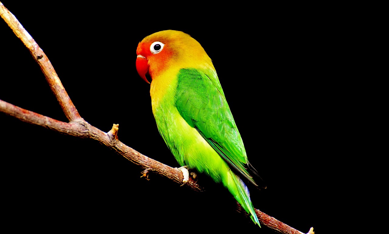 bird parrot colorful free photo
