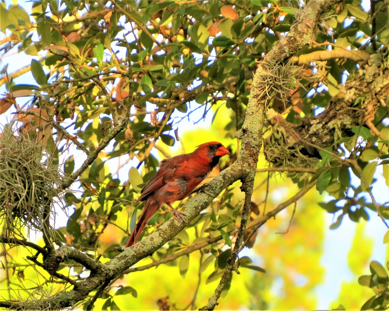 bird natural red bird free photo