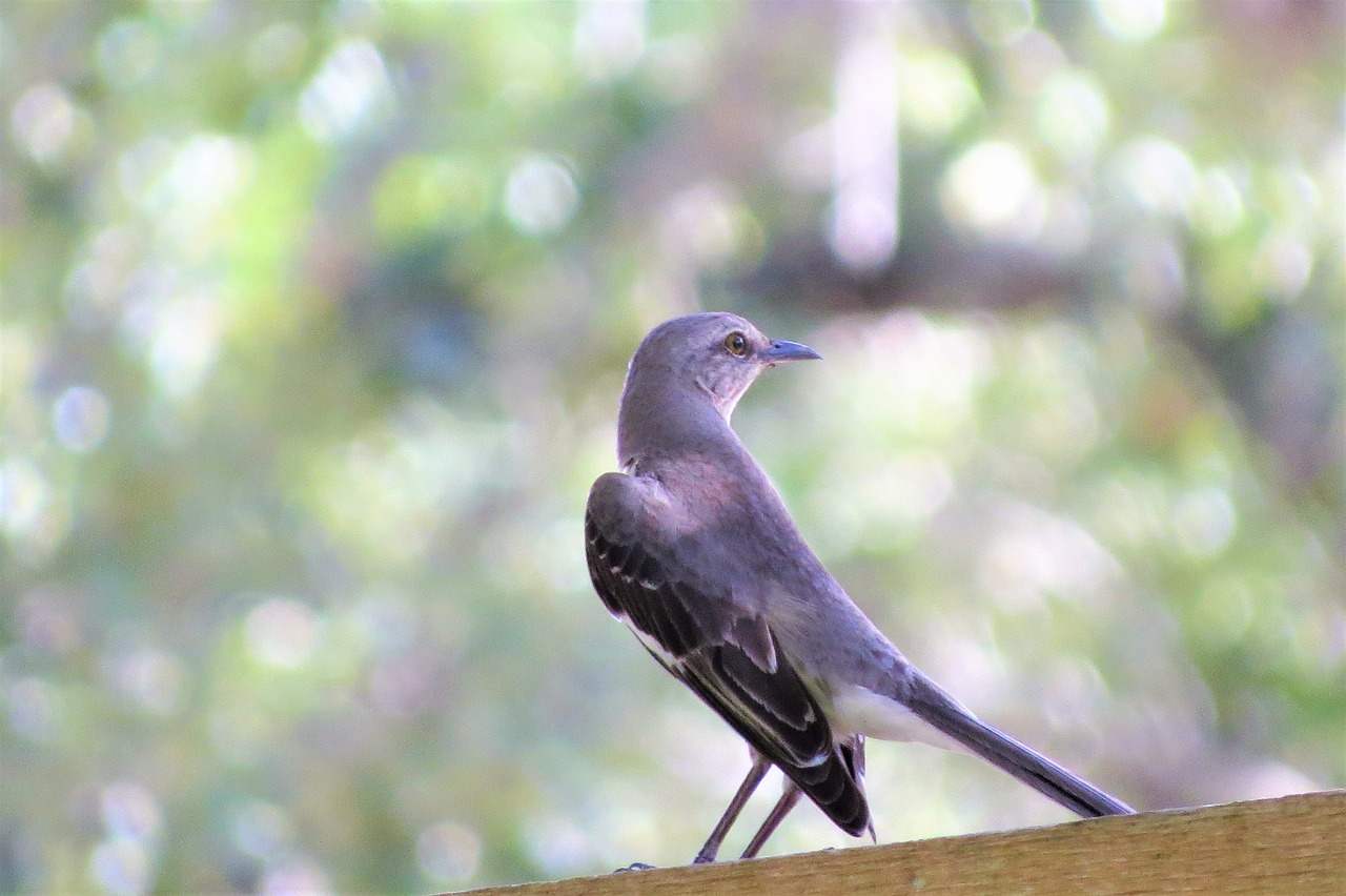 bird mocking bird song bird free photo