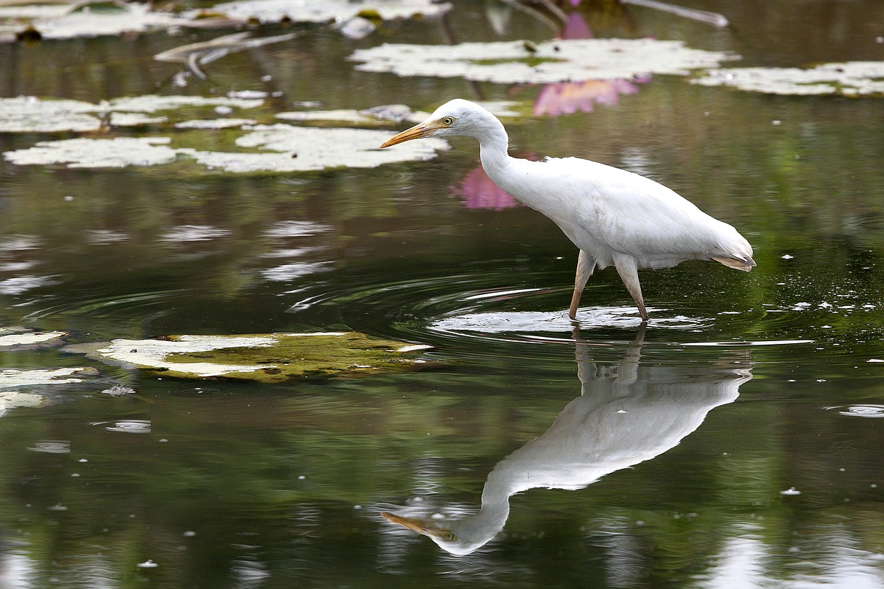 bird 覓 food pond free photo