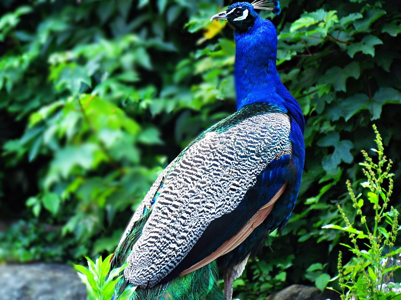 bird birds peacock free photo