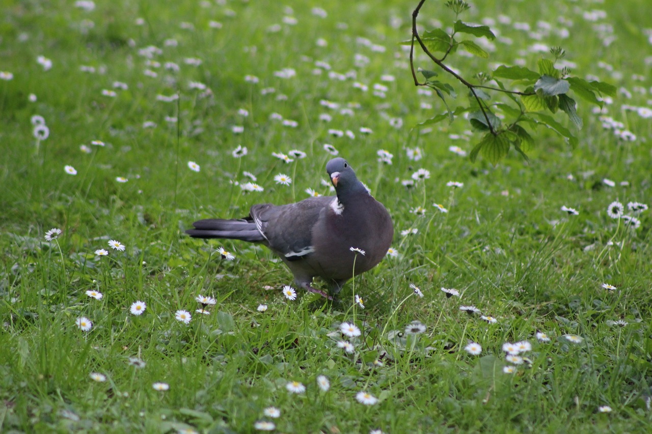 bird pigeon curious pigeon free photo
