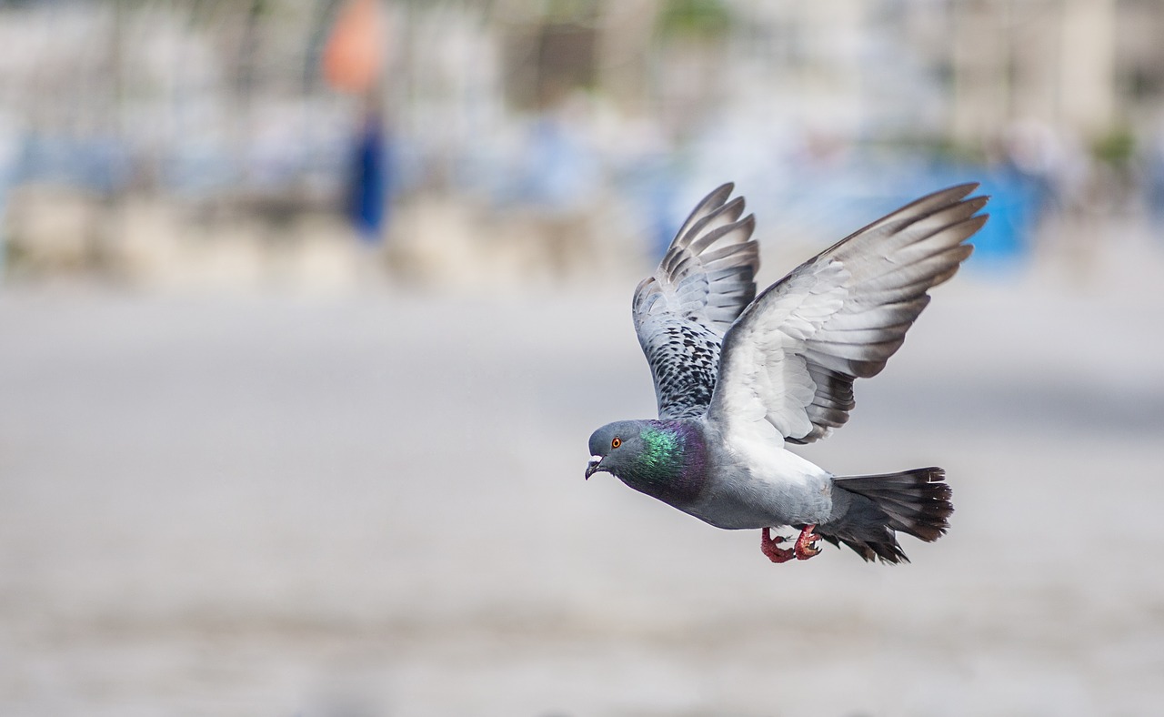 bird pigeon wing free photo