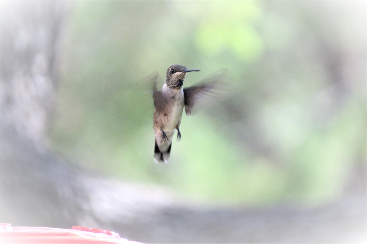 bird in flight humming bird free photo
