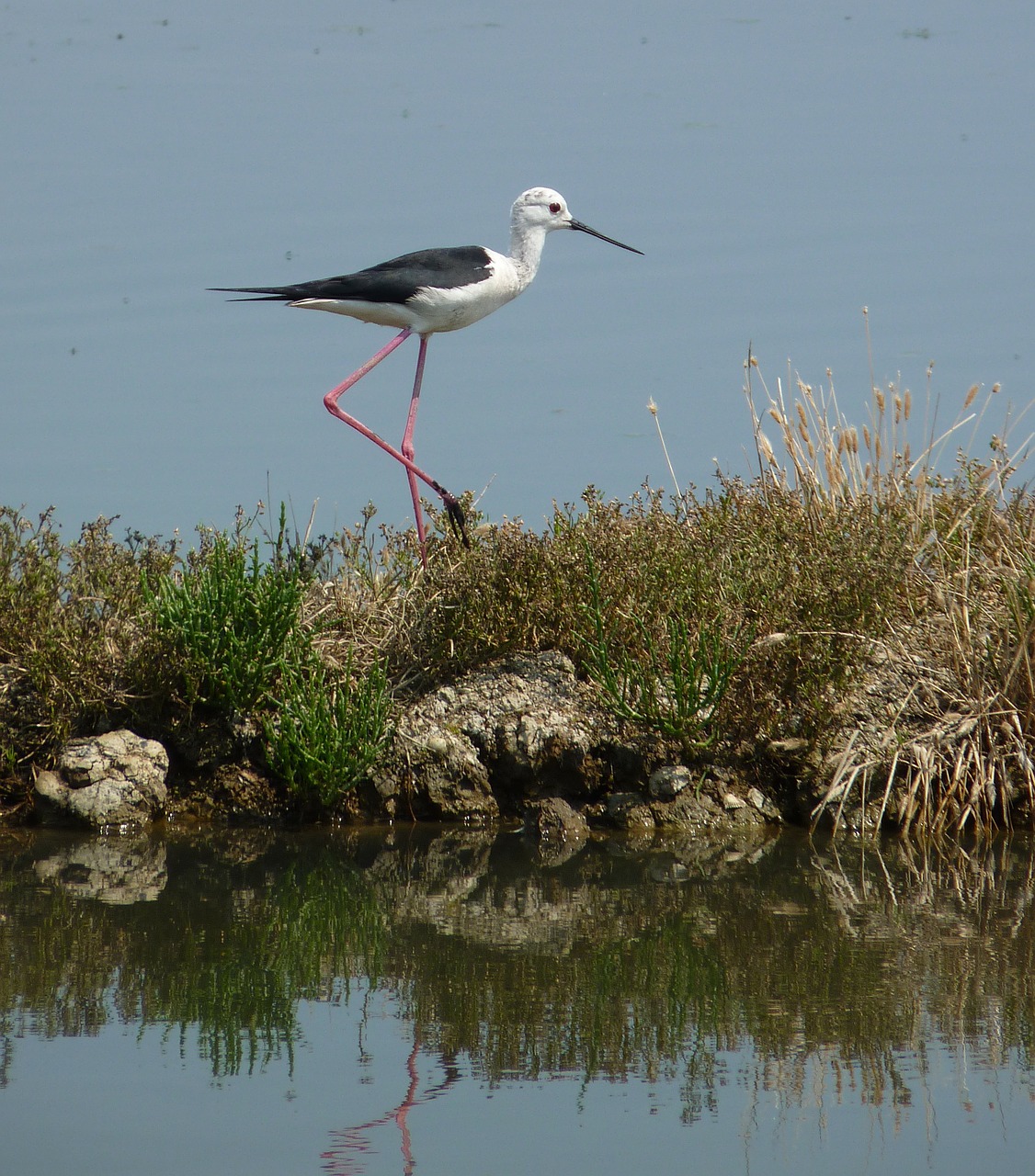 bird nature animals free photo