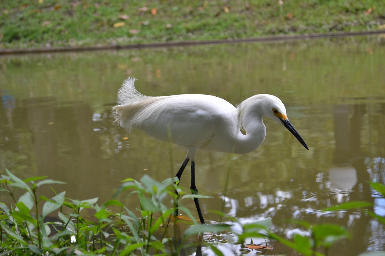 bird nature water free photo