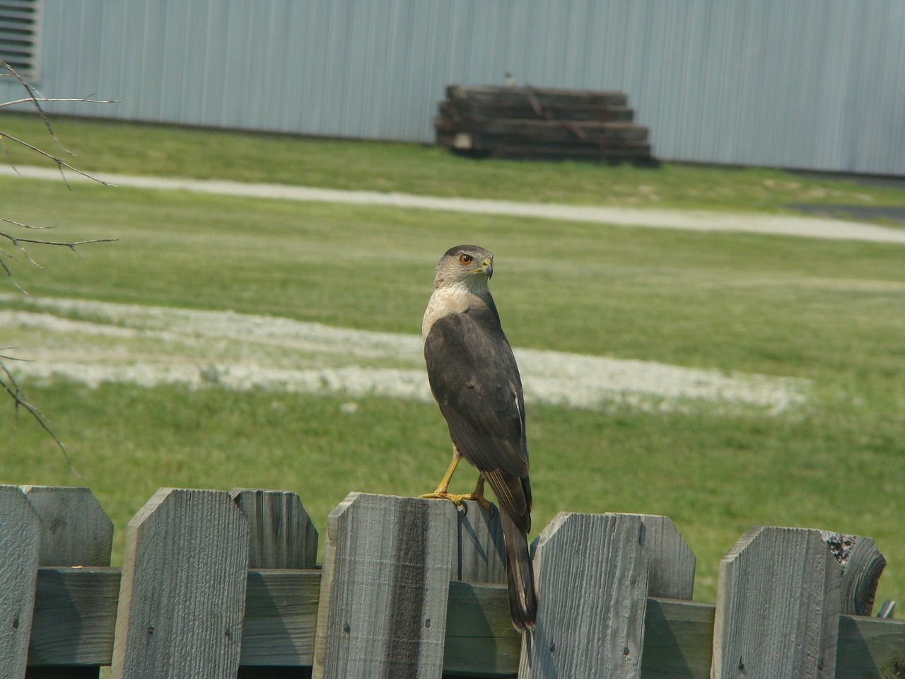 bird hawk wildlife free photo