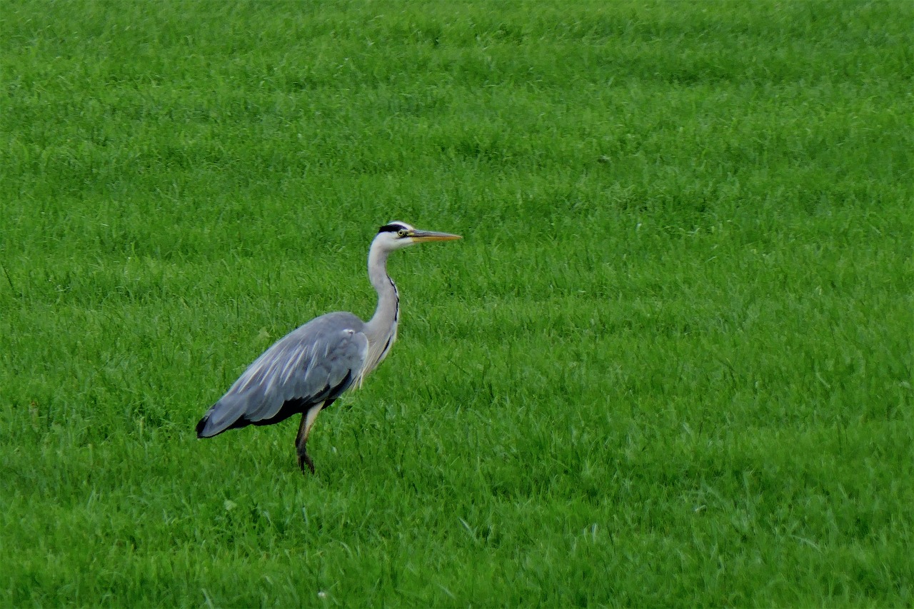 bird heron nature free photo