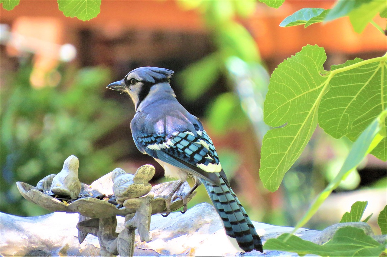 bird blue white free photo