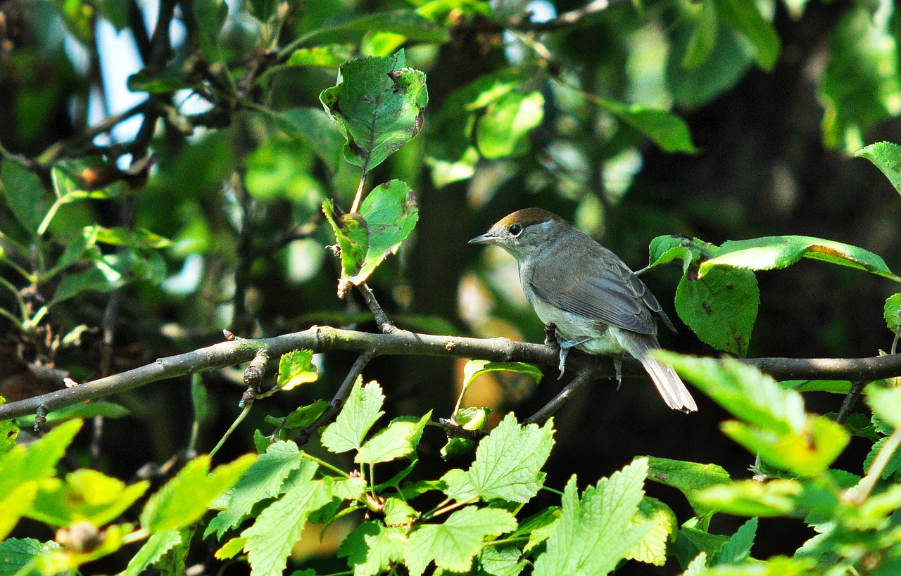 bird nature sprig free photo