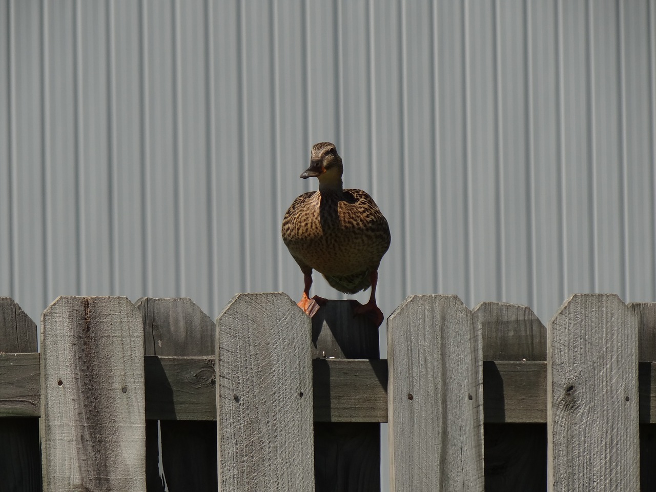 bird duck wild free photo