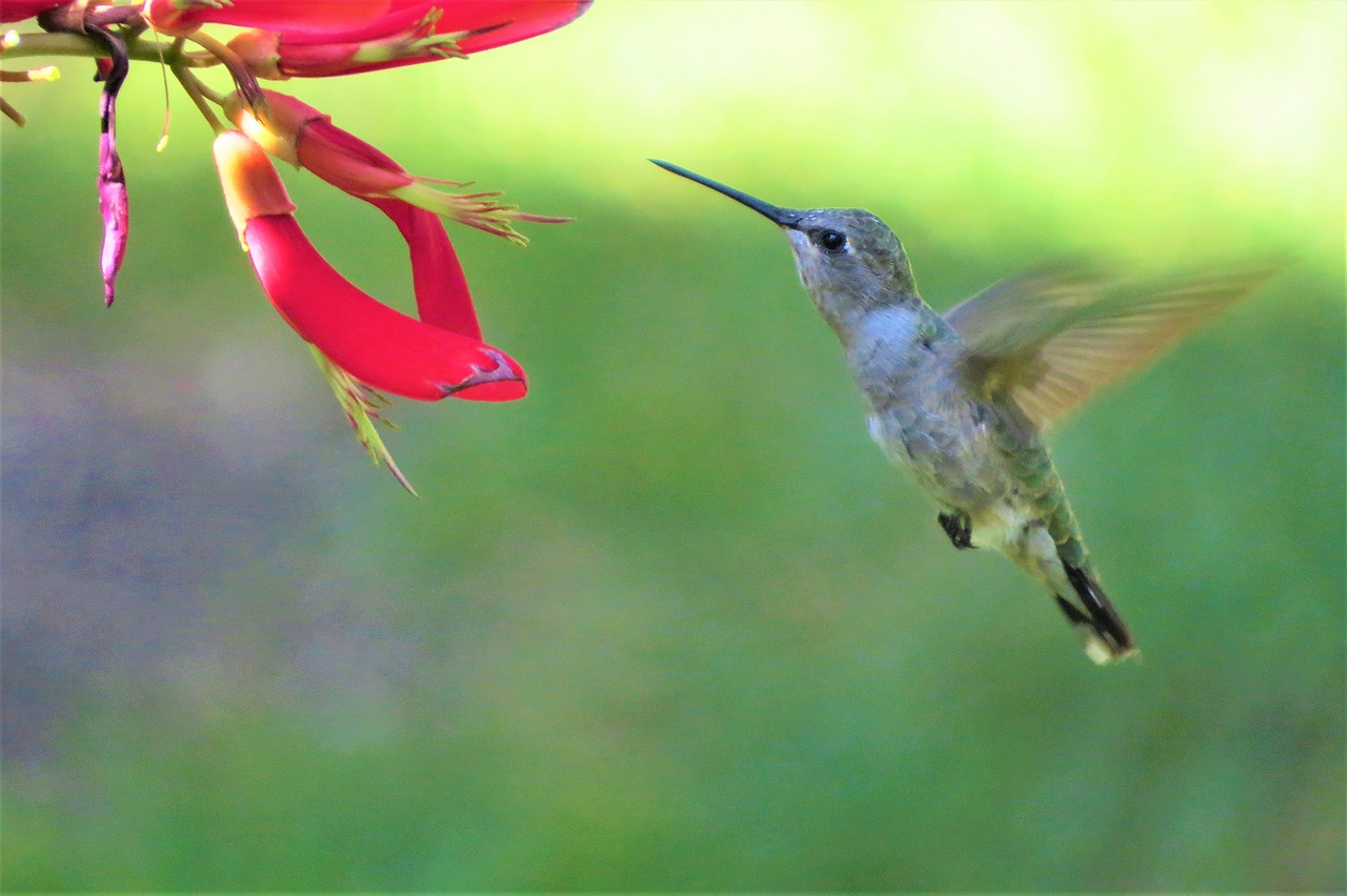 bird hummingbird feeding free photo