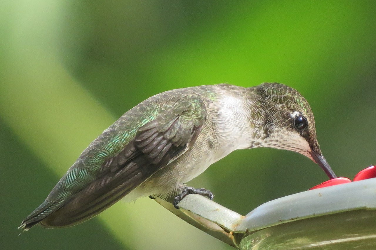 bird hummingbird green free photo