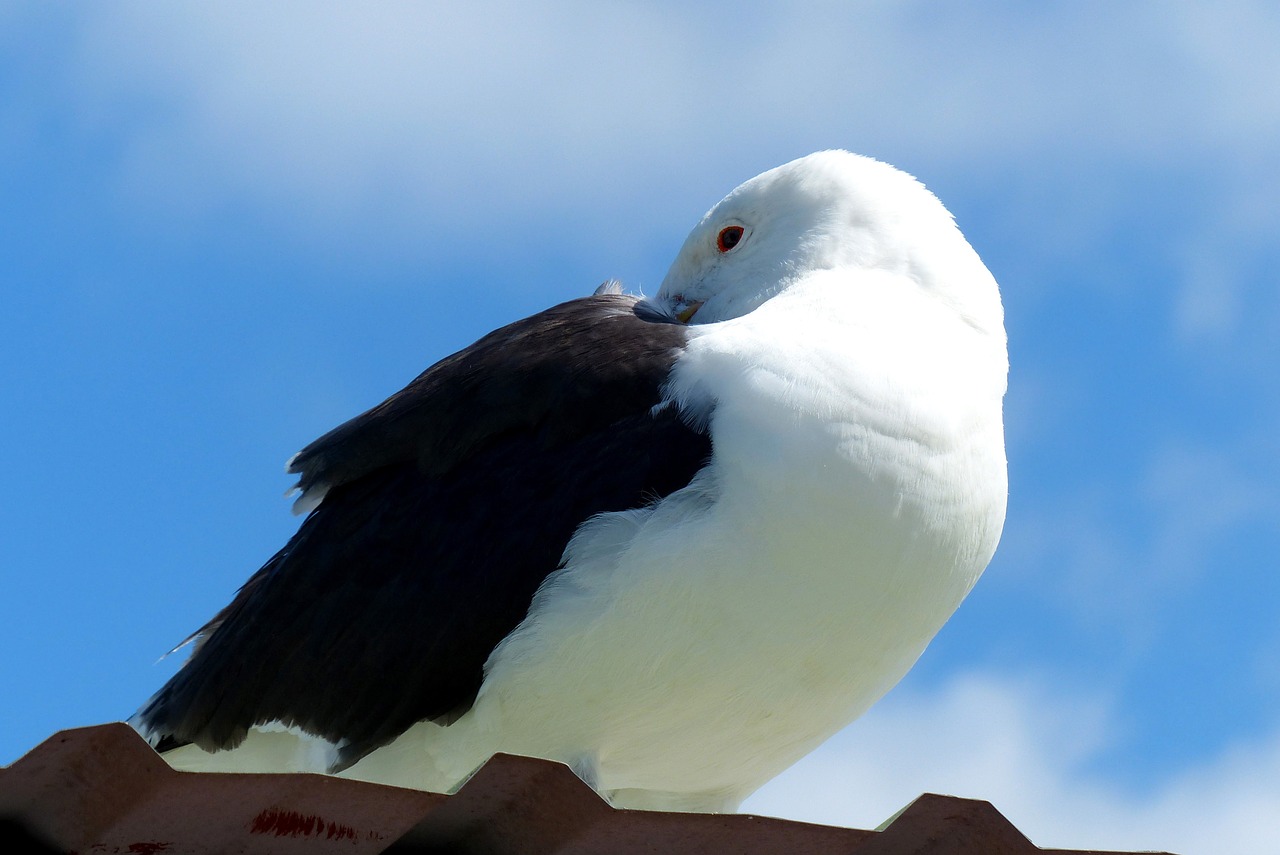 bird seagull animal free photo