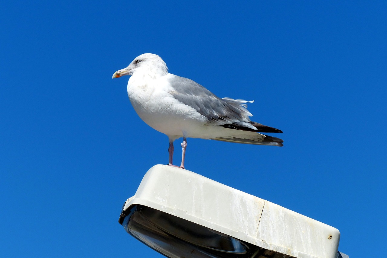 bird seagull animal free photo
