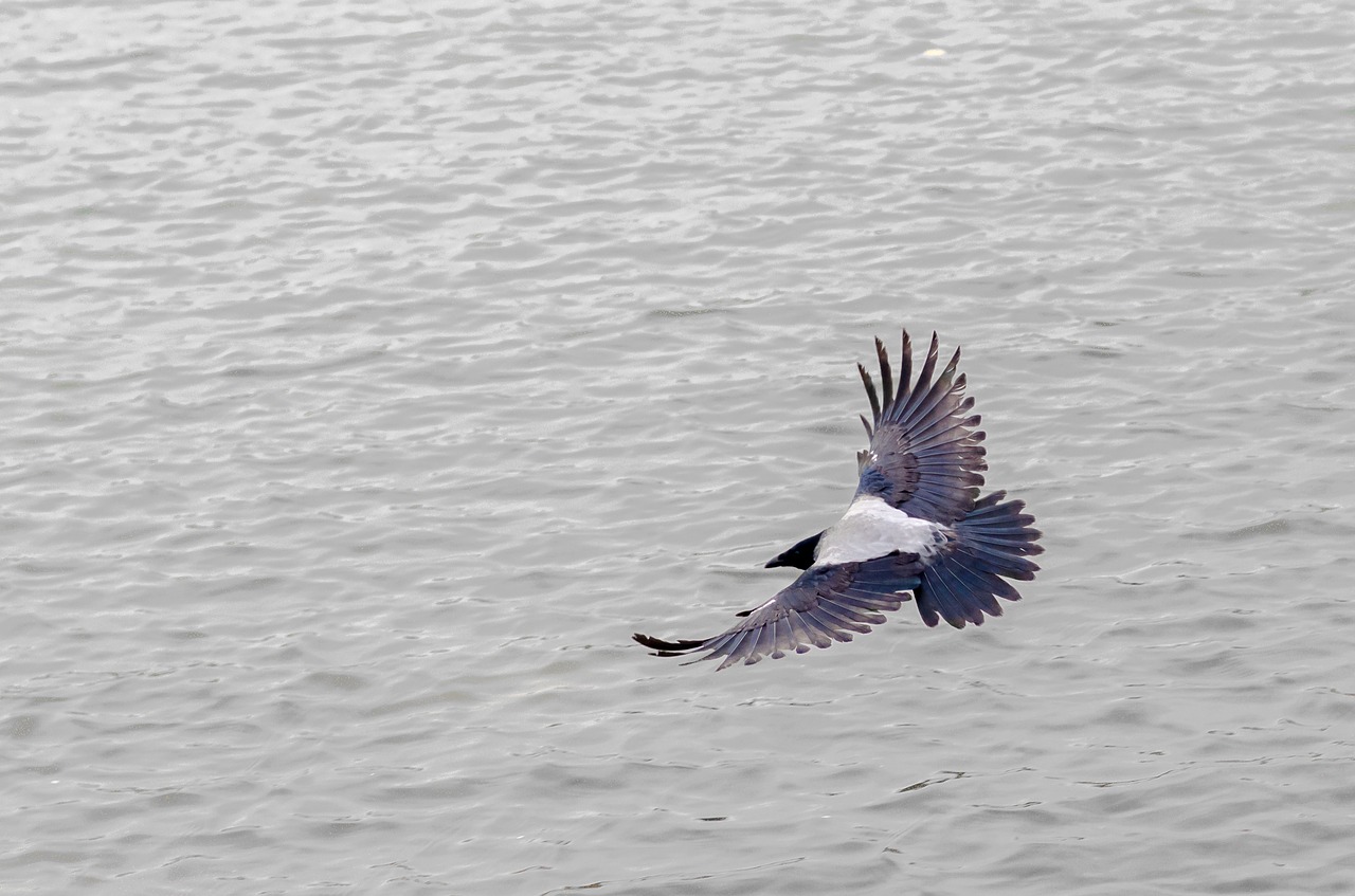 bird nature bird view free photo