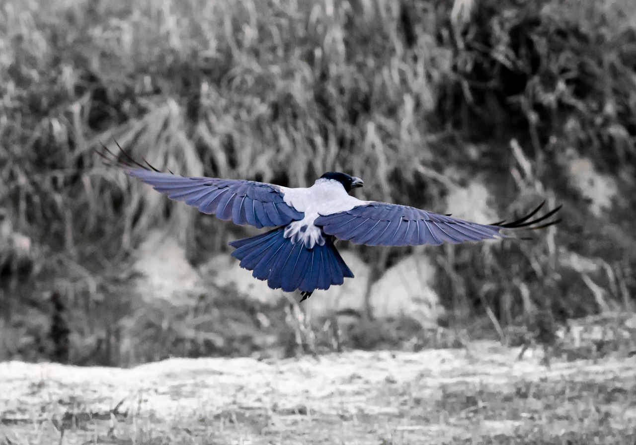 bird nature bird view free photo