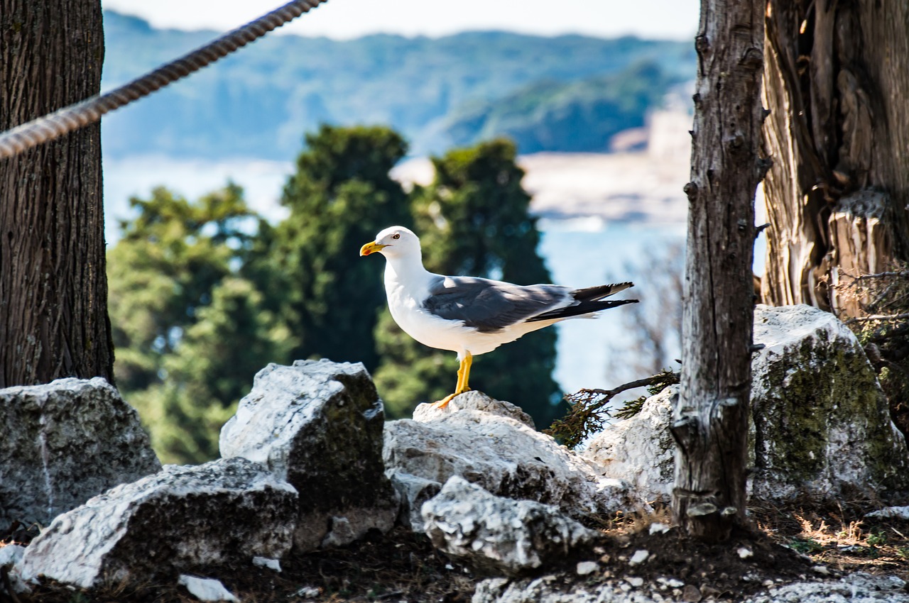 bird water bird nature free photo