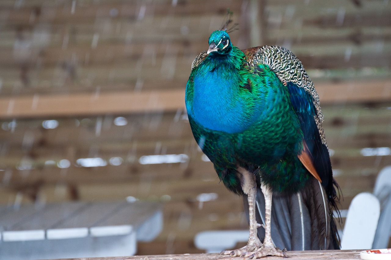 bird vasarn pheasant free photo