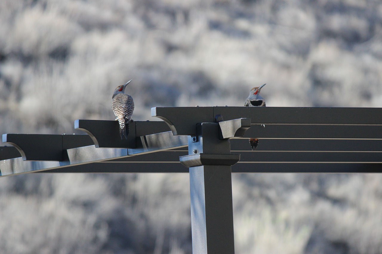 bird woodpecker nature free photo