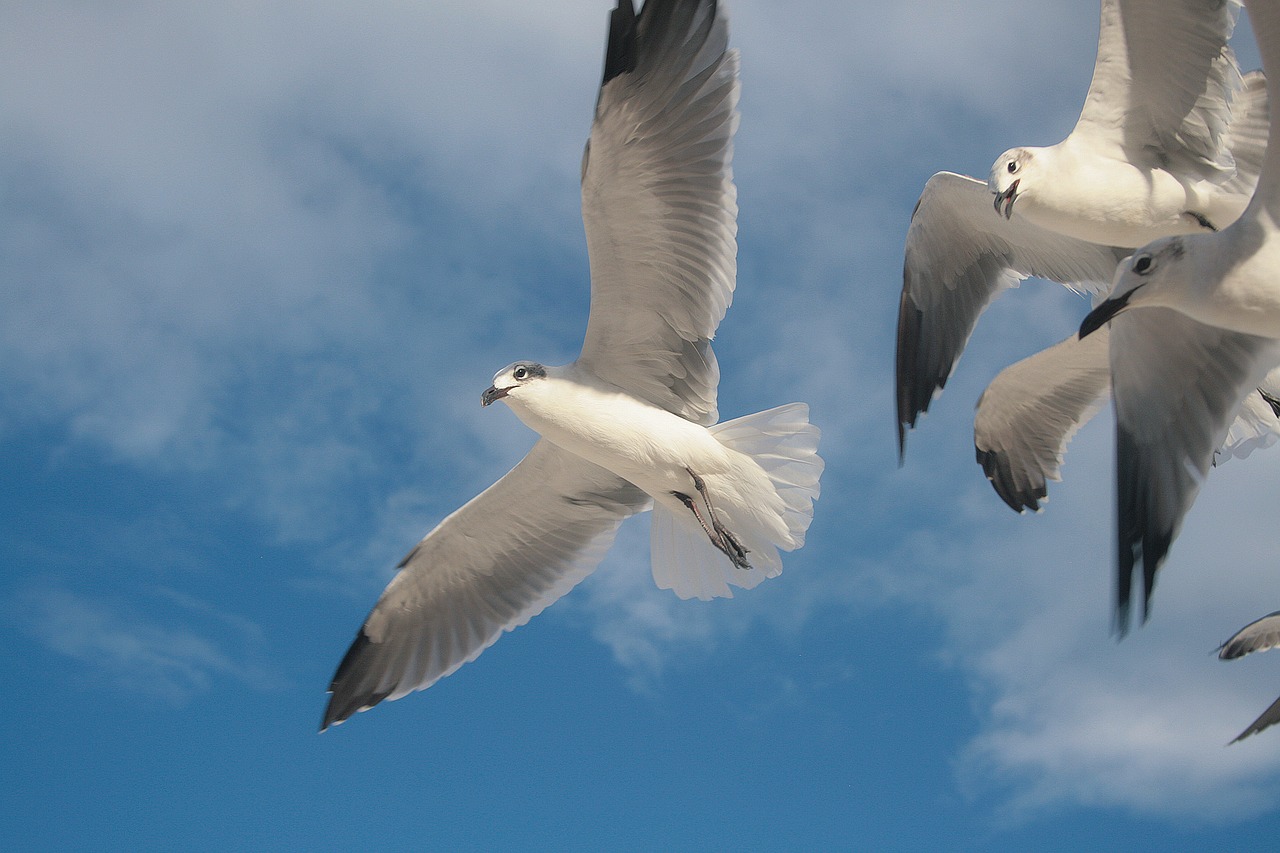 bird dove gaviota free photo