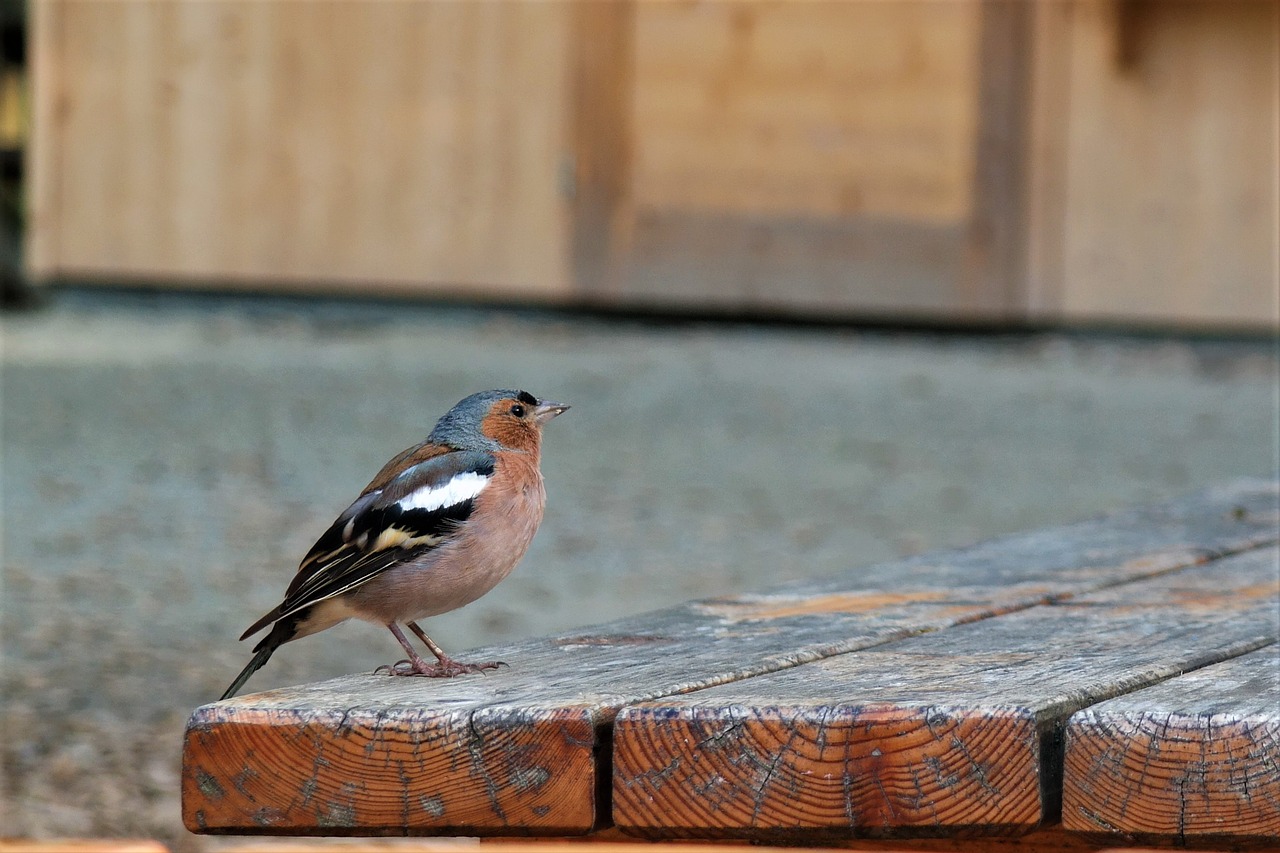 bird park forest free photo