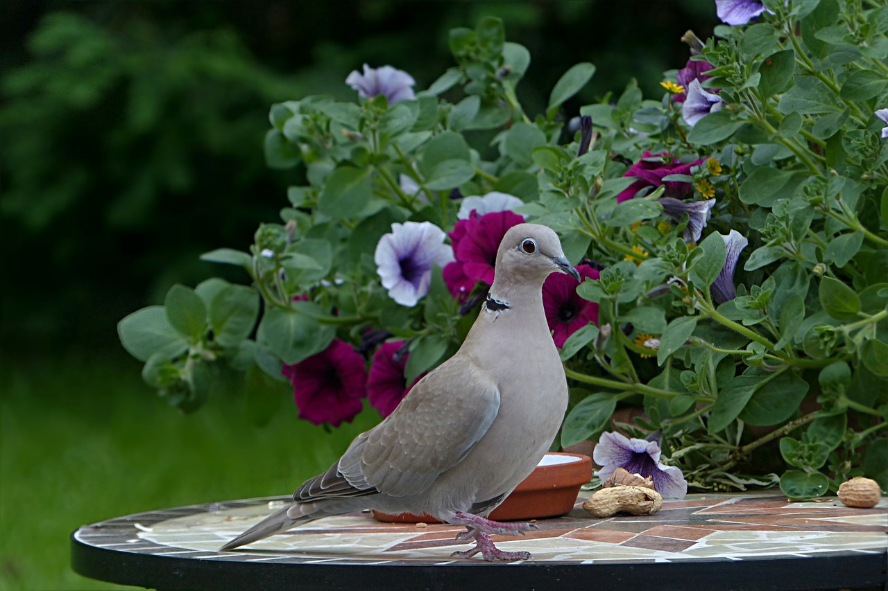 bird dove collared free photo